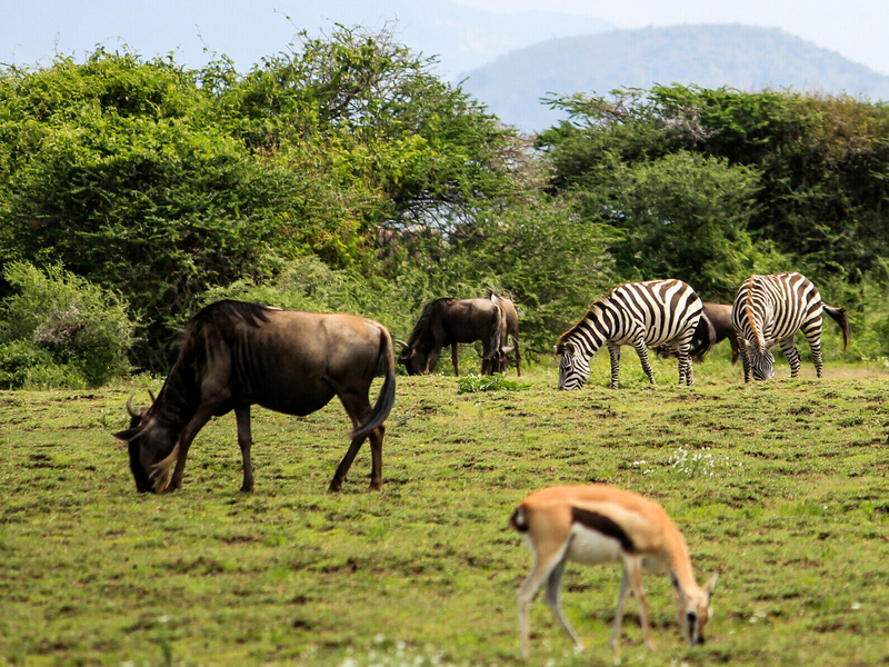 Opplev Serengeti: 
En uforglemmelig safari med Safariopplevelser