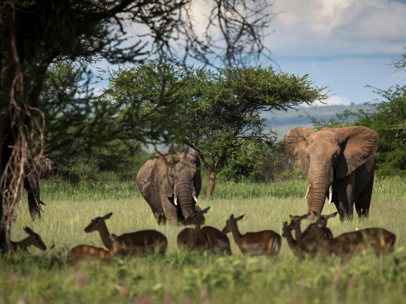 Tarangire, Lake Manyara og Ngorongoro med Zanzibar