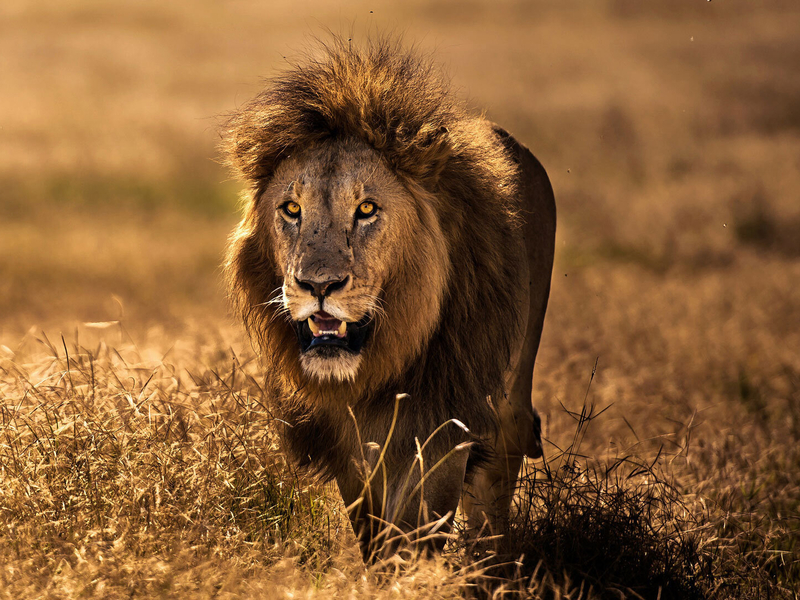 The Big Six - Serengeti og Mafia Island