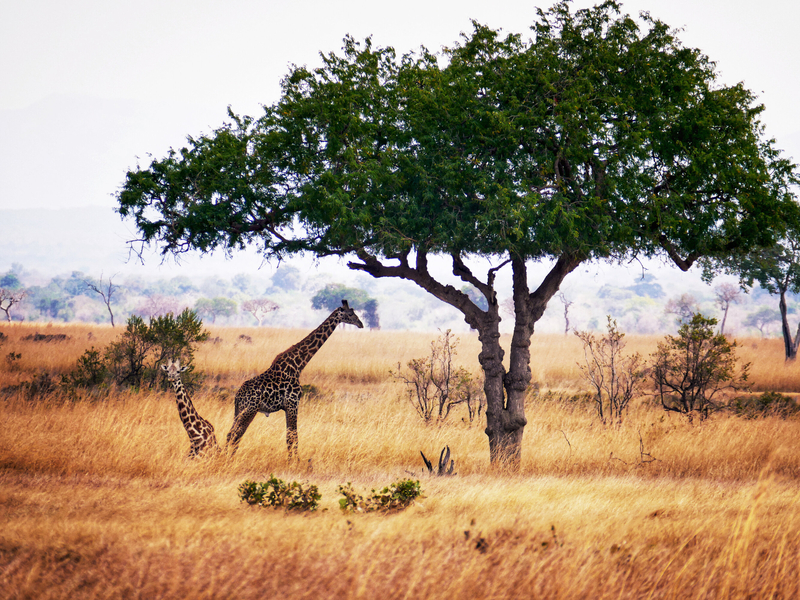 Safari i Mikumi Nasjonalpark og strandferie på Zanzibar