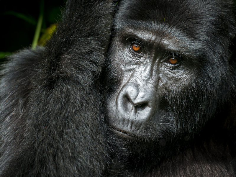 Fjellgorialler og Safari i Uganda