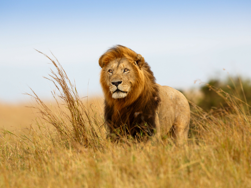 Safari i Kenya – Opplev Masai Mara og Zanzibar