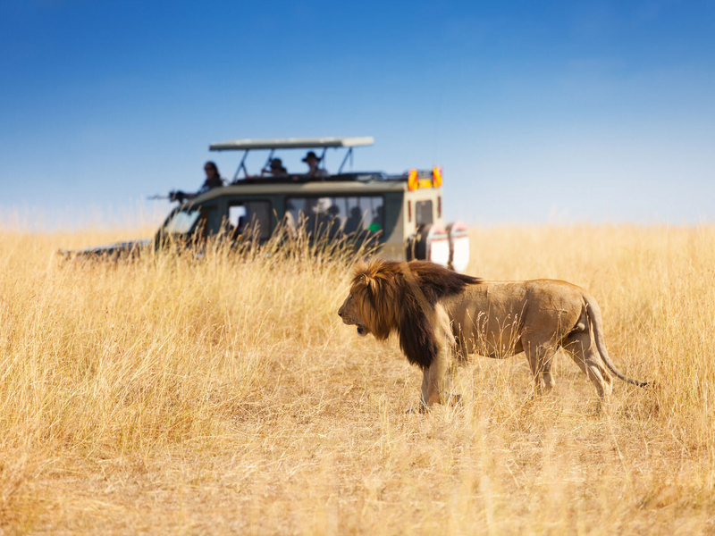 Serengeti, Ngorongoro-krateret og Zanzibar