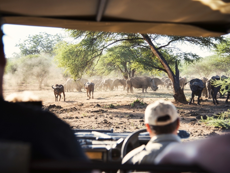 Safari i Kruger Nasjonalpark, vindistriktet og Cape Town